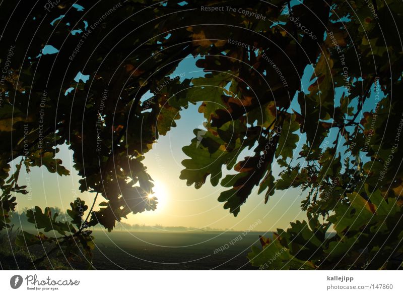 aische Herbst Jahreszeiten Heimat Brandenburg Nebel Morgen Stimmung Licht Sonne Morgennebel Blatt Natur Landschaftsformen rot Schleier Baum Pflanze Reifezeit