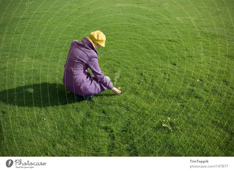 Pflück! Frau Rasen Sportrasen Wiese grün grasgrün Gras Mütze Mantel Baseballmütze violett Park gelb Gegenteil Kontrast Pflanze Löwenzahn Natur Garten Frieden