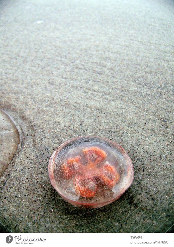 Feuerqualle Qualle Ostsee Strand Sand Meer rot Tod Tier