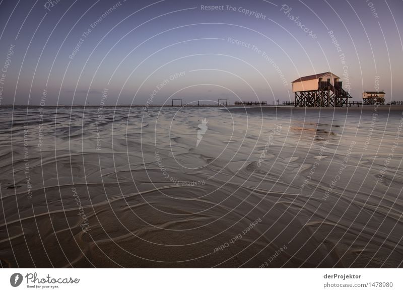 Morgens bei Ebbe in Sankt Peter-Ording Ferien & Urlaub & Reisen Tourismus Ausflug Abenteuer Ferne Freiheit Strand wandern Umwelt Natur Landschaft Pflanze Tier