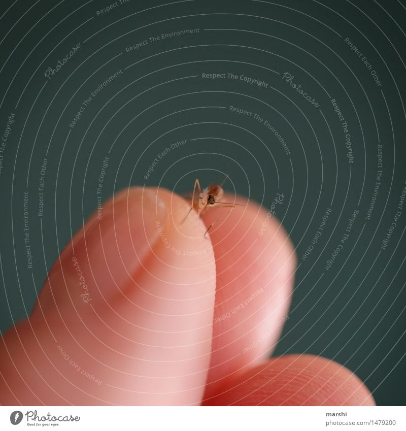 Mistkerl Natur Tier Wildtier 1 Gefühle Stimmung Ekel Angst Stechmücke Mückenschutz Insektenstich stechend Finger Allergie Farbfoto Außenaufnahme Nahaufnahme