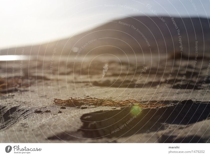 ein Tag am Strand Umwelt Natur Landschaft Sonnenaufgang Sonnenuntergang Sonnenlicht Sommer Schönes Wetter Küste Bucht Meer Insel Stimmung Algen Urlaubsfoto