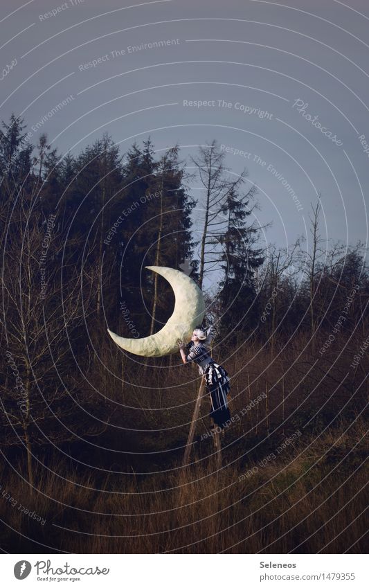 mondsüchtig Mensch feminin Frau Erwachsene 1 Umwelt Natur Mond Herbst Winter Wiese Wald Kleid weißhaarig Perücke träumen fantastisch Leiter traumhaft Märchen