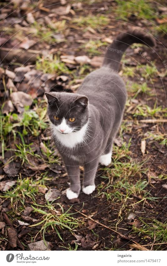 Ein Freundlicher Erde Gras Wiese Tier Haustier Katze Hauskatze 1 beobachten Blick stehen Freundlichkeit schön Neugier niedlich braun grau grün weiß