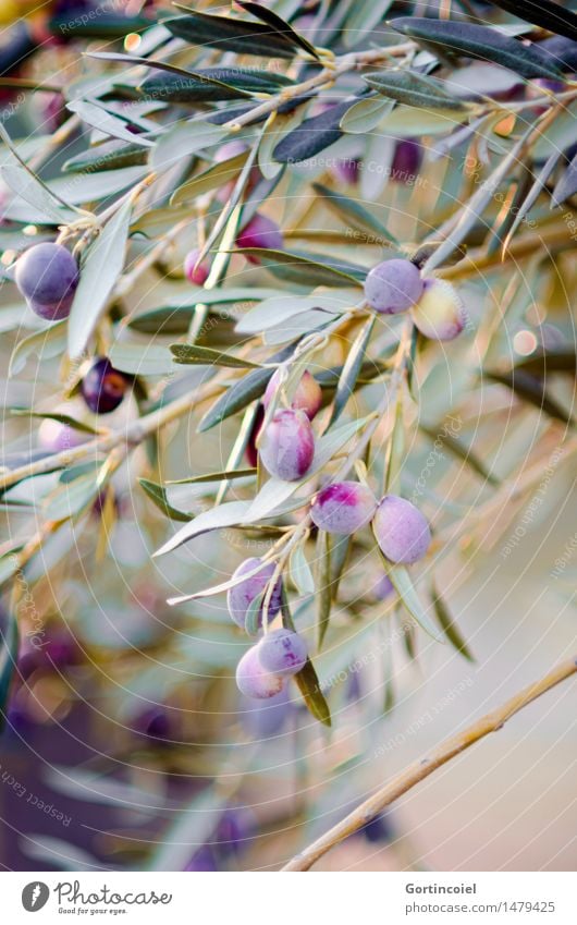 Oliven Umwelt Natur Winter Schönes Wetter Pflanze Baum Blatt Nutzpflanze Garten natürlich Bioprodukte Olivenbaum Olivenhain Olivenblatt reif Frucht Olivenzweig