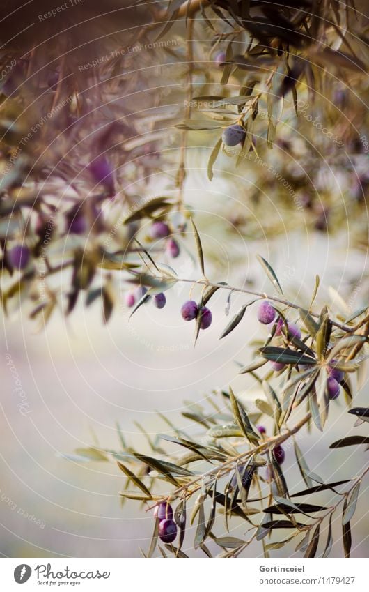 Bei der Olivenernte Umwelt Natur Winter Schönes Wetter Pflanze Baum Blatt Frucht Nutzpflanze Garten natürlich Bioprodukte Olivenbaum Olivenhain Olivenblatt reif