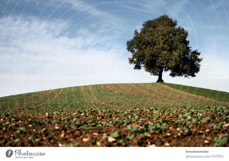 Traumbaum V Herbst Baum Wolken Hügel Wiese Gras Wind Natur Spaziergang Schweiz Jahreszeiten Himmel Ast Ferne Laubbaum Baumstamm Umwelt Rasen Weide grün