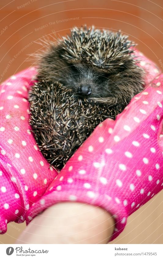 Igel Tier Haustier Wildtier Fell Streichelzoo 1 Tierjunges handschuh Gefühle Freude Glück Zufriedenheit Vertrauen Sicherheit Schutz Geborgenheit Warmherzigkeit