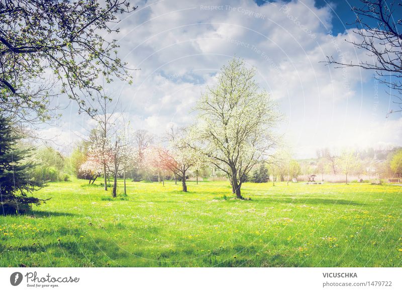 Frühling. Park oder Garten mit blühenden Obstbäumen Lifestyle Design Sommer Natur Landschaft Pflanze Schönes Wetter Baum Blume Gras Sträucher Blatt Blüte