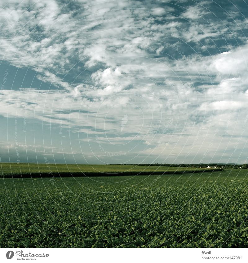 Heimatliebe Feld grün Ackerbau Aussaat Landwirtschaft Ernte Reifezeit Aussicht Ferne Dorf Wohnsiedlung Haus Gebäude Freiheit Natur Himmel Wolken Horizont