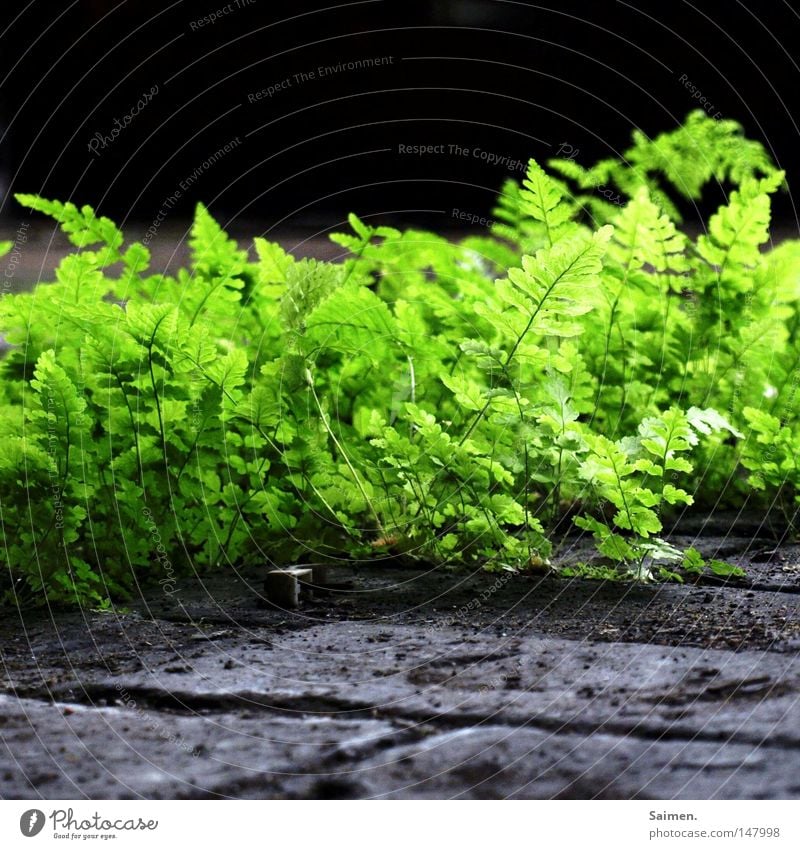 just green Echte Farne grün Stein Stengel Blatt Staub dreckig saftig frisch Leben hart schwer Überleben Fuge hell Kraft trotzig stark durcheinander Zusammensein