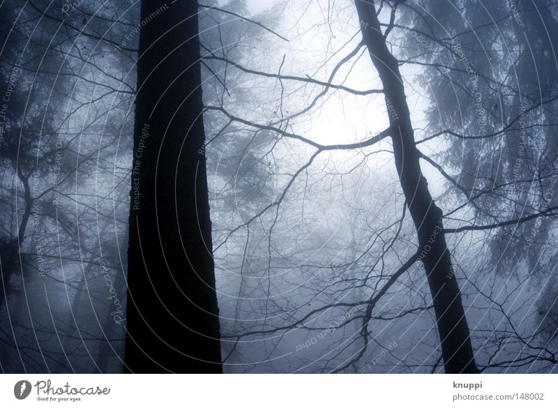 Herbstwald ruhig Ausflug Winter Umwelt Natur Nebel Baum Wald alt außergewöhnlich bedrohlich dunkel fantastisch gigantisch groß kalt blau schwarz Einsamkeit