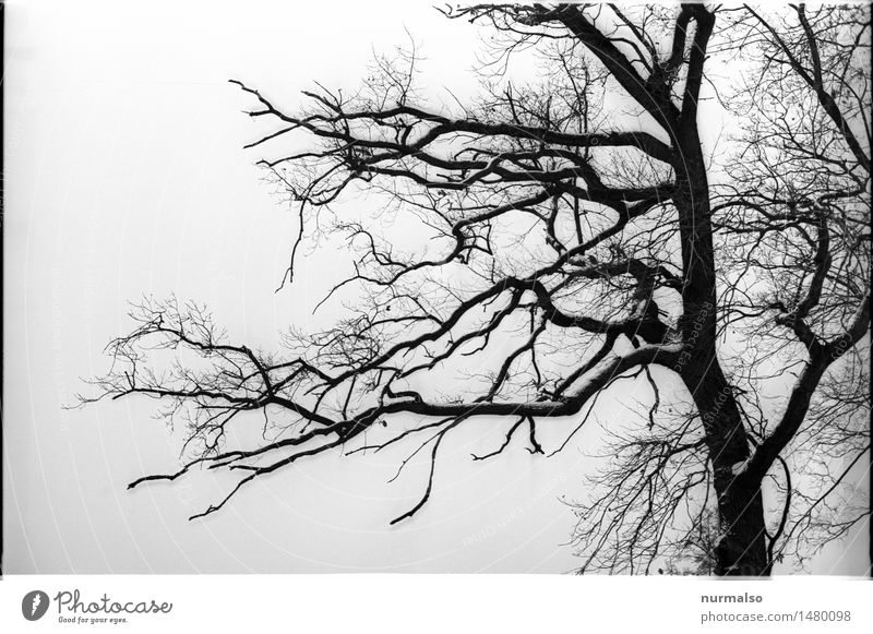 Winterfantasie Kunst Kunstwerk Zeitung Zeitschrift Buch Natur Klimawandel schlechtes Wetter Wind Eis Frost Schnee Park Wald Menschenleer Traumhaus U-Boot atmen