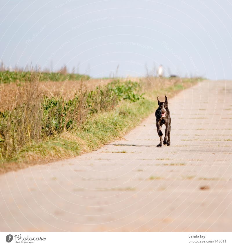 Endspurt Jagdhund Hund Tier braun Säugetier Teufel Beton Feld Wiese Himmel flattern Geschwindigkeit Herbst paul Deutsch Kurzhaar dog animal