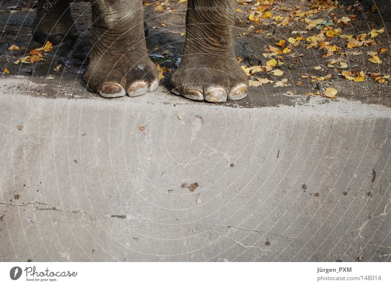 Hart am Rand Elefant Zoo Tiergarten Tierpark Hagenbeck Macht Am Rand Beton Gehege Herbst Blatt Außenaufnahme Säugetier Deutschland Elefantenbeine Fuß