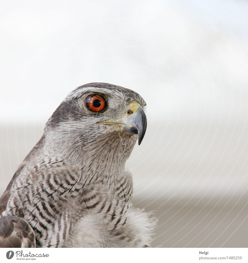 Ausschau halten... Umwelt Natur Tier Wildtier Vogel Tiergesicht Habichte 1 beobachten Blick schön einzigartig natürlich braun grau weiß Zufriedenheit achtsam