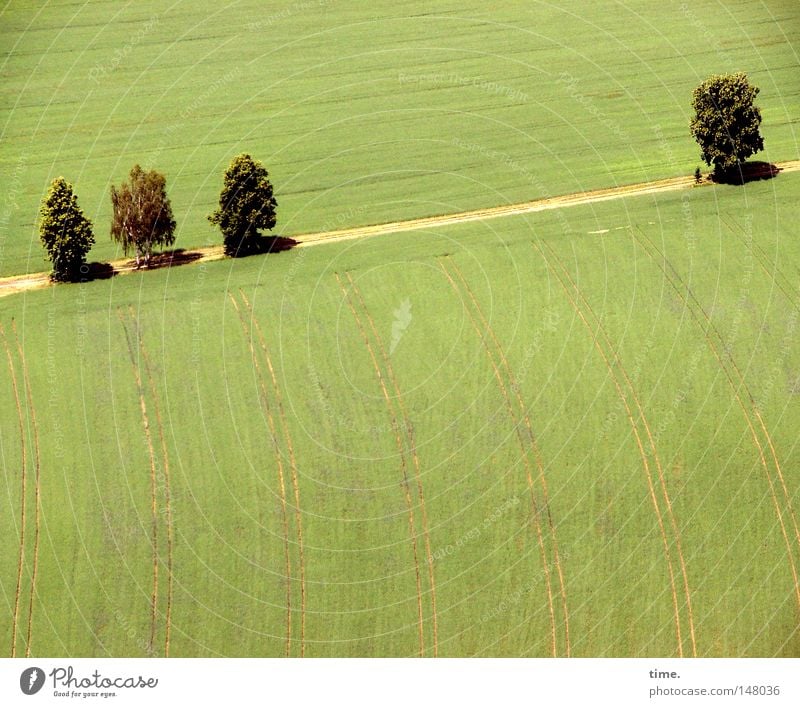 Standpauke Baum Feld Wege & Pfade Sandweg parallel Farbfoto Außenaufnahme Menschenleer Morgen Schatten Vogelperspektive 4 gekrümmt grün Fußweg