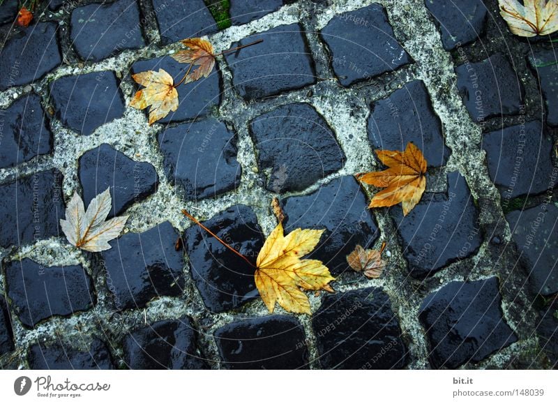 BLATT GEPFLASTERT II Umwelt Herbst Wetter Regen Blatt Straße Wege & Pfade liegen dunkel nass gelb grau schwarz Vergänglichkeit Kopfsteinpflaster Asphalt