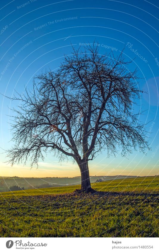 alter Birnenbaum im Herbst Sonne Berge u. Gebirge Natur Landschaft Wolken Baum Wiese Feld dunkel hell weich blau gelb Stimmung Romantik Obstbaum kahl Alb