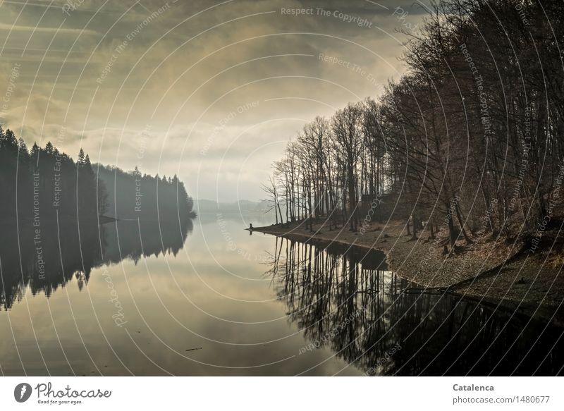 Neujahrsspaziergang am Stausee Wassersport Schwimmen & Baden Joggen Natur Landschaft Pflanze Urelemente Luft Wolken Horizont Winter schlechtes Wetter Fichten