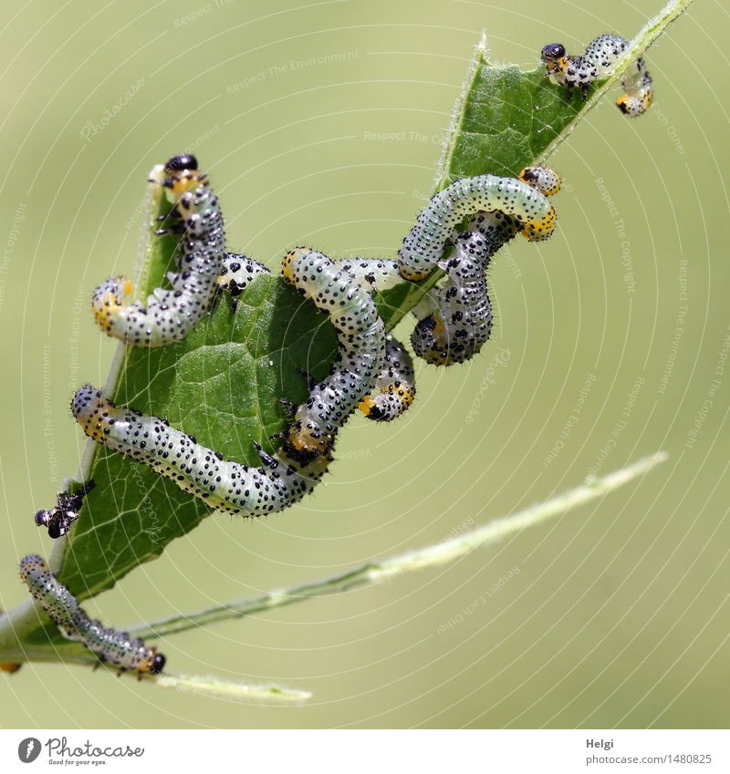 drunter und drüber... Umwelt Natur Pflanze Tier Sommer Schönes Wetter Blatt Garten Raupe Tiergruppe Tierjunges festhalten Fressen krabbeln authentisch Ekel