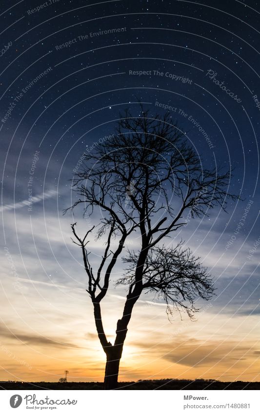 nachtschicht Umwelt Natur Landschaft Himmel nur Himmel Wolken Nachthimmel Stern Horizont Mond Vollmond Herbst Baum Feld Wald hell Sternenhimmel Ast Gegenlicht