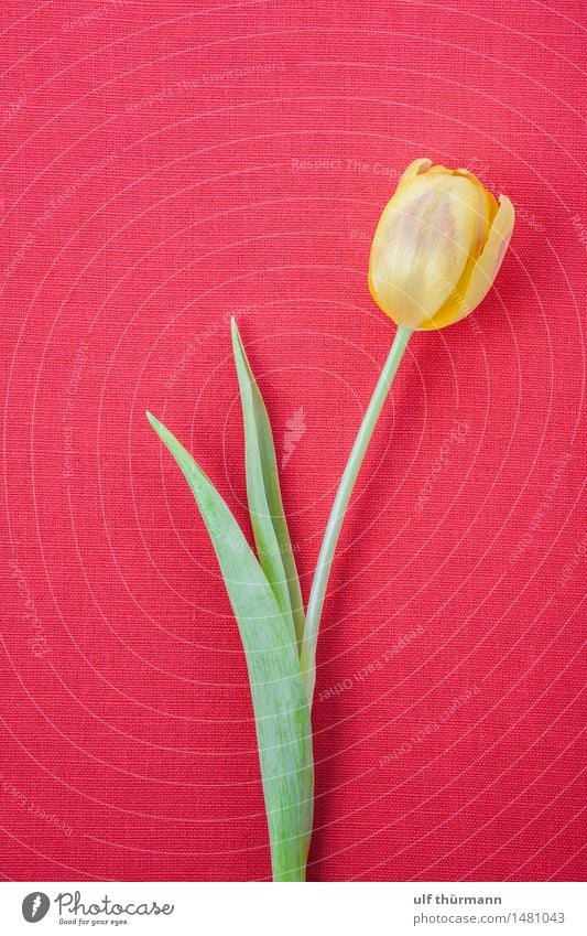 Tulpe ruhig Wohnung Dekoration & Verzierung Raum Wohnzimmer Feste & Feiern Valentinstag Muttertag Ostern Geburtstag Frühling Pflanze Blume Blatt Blüte Blühend