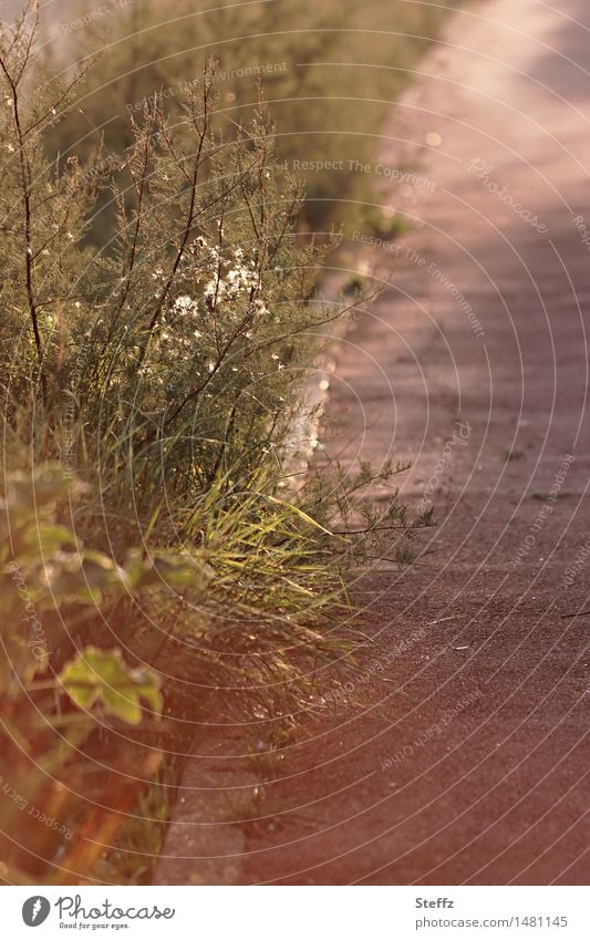 Licht und Schatten am Wegesrand Gartenpflanzen Sträucher Lichtschein Lichtschimmer heimisch Gartenweg Fußweg achtsam Achtsamkeit ruhig stiller Moment Wegrand