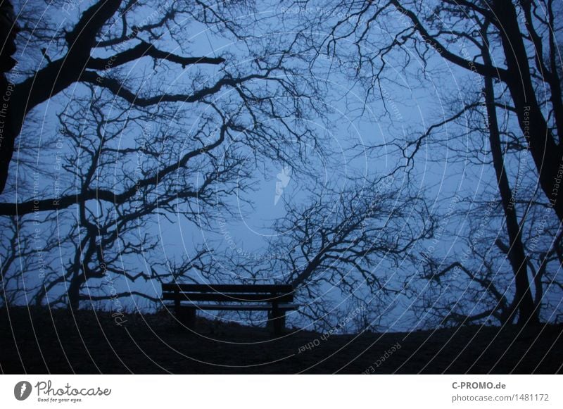 Menschenleer Umwelt Himmel Baum Garten Wiese Wald Traurigkeit Trauer Tod Einsamkeit Vergänglichkeit Bank Winter Farbfoto Gedeckte Farben Außenaufnahme Dämmerung