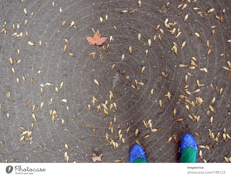 herbst Schuhe blau grün Herbst Frau September Beton Blatt gelb orange Asphalt mehrfarbig Oktober November Farbe Herbstfärbung Herbstlaub Hintergrundbild