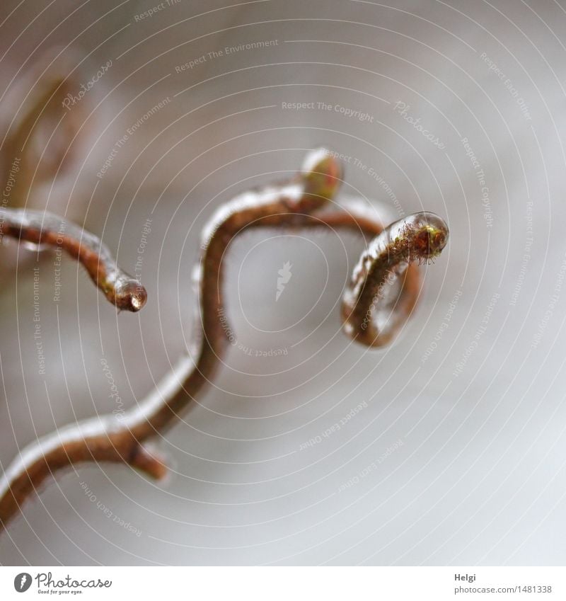 eisig konserviert... Umwelt Natur Pflanze Winter Eis Frost Sträucher Zweig Garten frieren authentisch außergewöhnlich einzigartig kalt natürlich grau ästhetisch