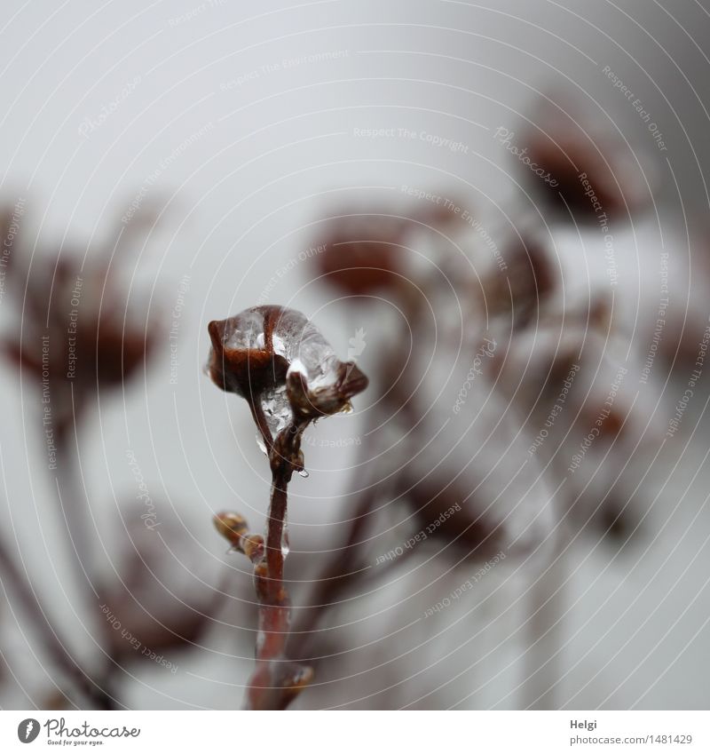 Eisblümchen... Umwelt Natur Pflanze Winter Frost Blume Garten stehen dehydrieren außergewöhnlich dunkel einzigartig kalt natürlich braun grau ruhig standhaft