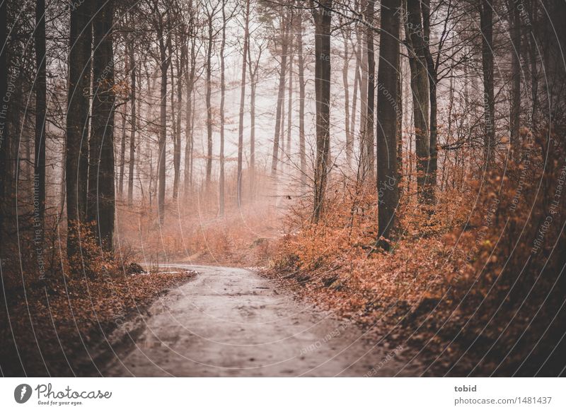 Trübe Tage #2 Natur Pflanze schlechtes Wetter Nebel Baum Gras Sträucher Wald Hügel Wege & Pfade dunkel kalt Einsamkeit Herbst herbstlich trist welk Farbfoto