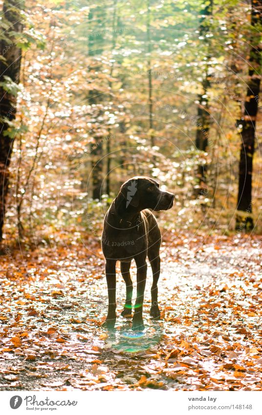 Rehe? Jagdhund Hund Tier braun Säugetier frei Wald Baum Herbst herbstlich Blatt hell Fußweg Wachsamkeit paul Deutsch Kurzhaar dog animal