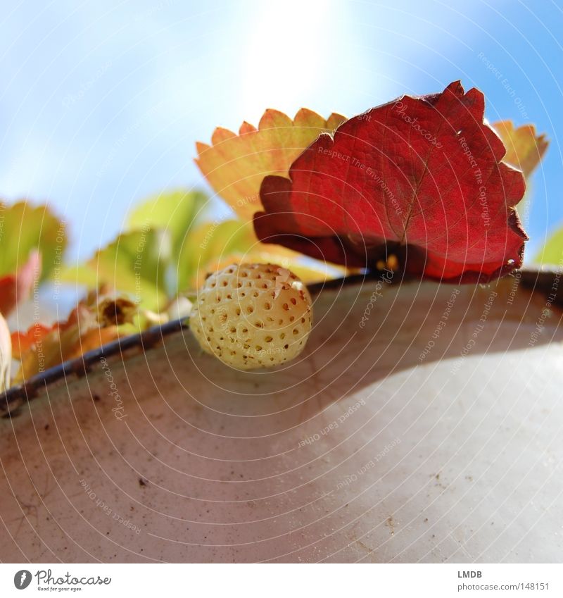 Erdbeere in Herbststimmung Blatt Pflanze Himmel rot grün gelb September Oktober Jahreszeiten Kraft Vergänglichkeit Topf Wolken Tellerrand Gegenlicht bleich