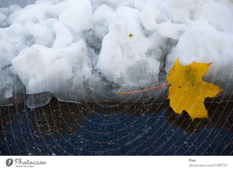 Jahreszeiten (mixed) Winter Herbst Schnee Natur Blatt Farbe Straße nass kalt