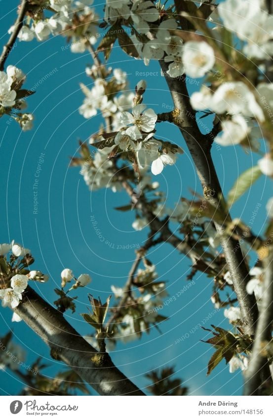 Es gibt Hoffnung Frühling Blühend Blüte Kirschblüten Kirschbaum Baum Ast Himmel Blauer Himmel Staubfäden Leben aufwachen Nektar Die Natur erwacht