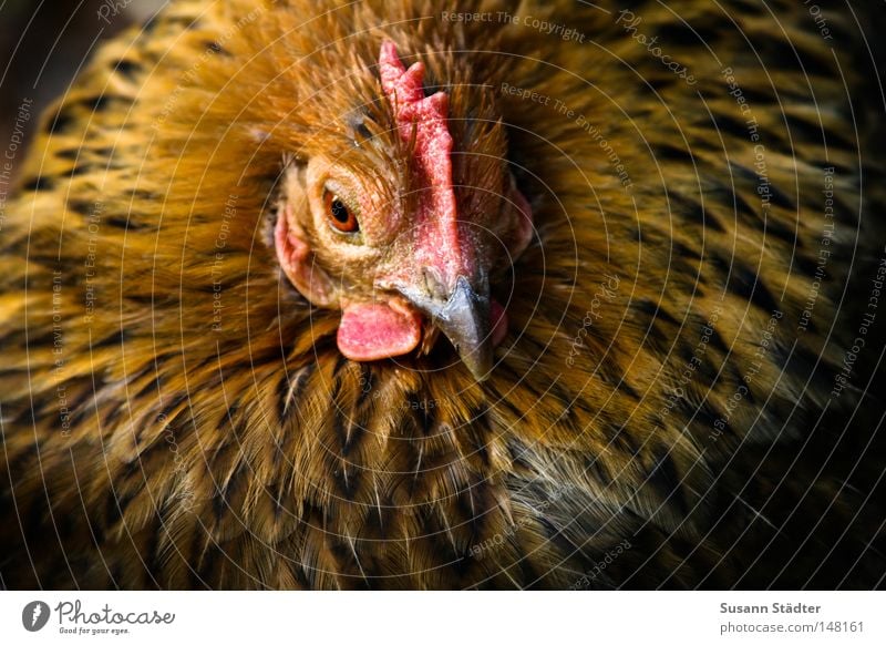 Eieiei, was seh ich da... Haushuhn Hahn Wiese liegen Feder Chinesisch Kanton süß Kamm schön Quaste Kopf Spiegelei Rührei Omelett knusprig Chinese Vogel Chicken