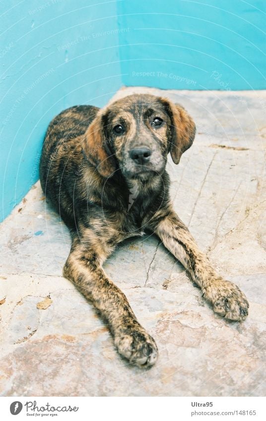 Können diese Augen Lügen Hund Welpe liegen Erholung Blick Hundeblick Treue ruhig Pause Ecke blau Säugetier