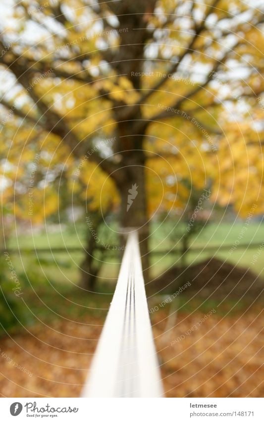 Slackline Baum gelb Ahorn Klettern Bergsteiger Seiltänzer Blatt braun Garten Wohnung Chiemgau Zufriedenheit Schwerelosigkeit leicht Anspannung Nervosität Angst