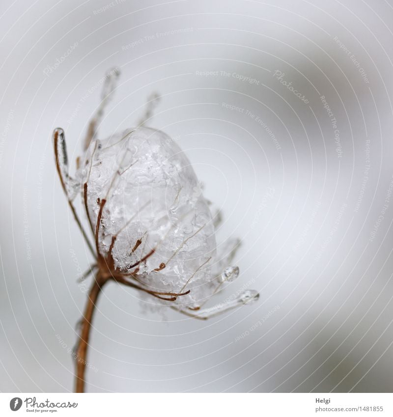 vereist... Umwelt Natur Pflanze Winter Eis Frost Wildpflanze Wiese alt frieren stehen dehydrieren außergewöhnlich einzigartig kalt klein natürlich braun grau