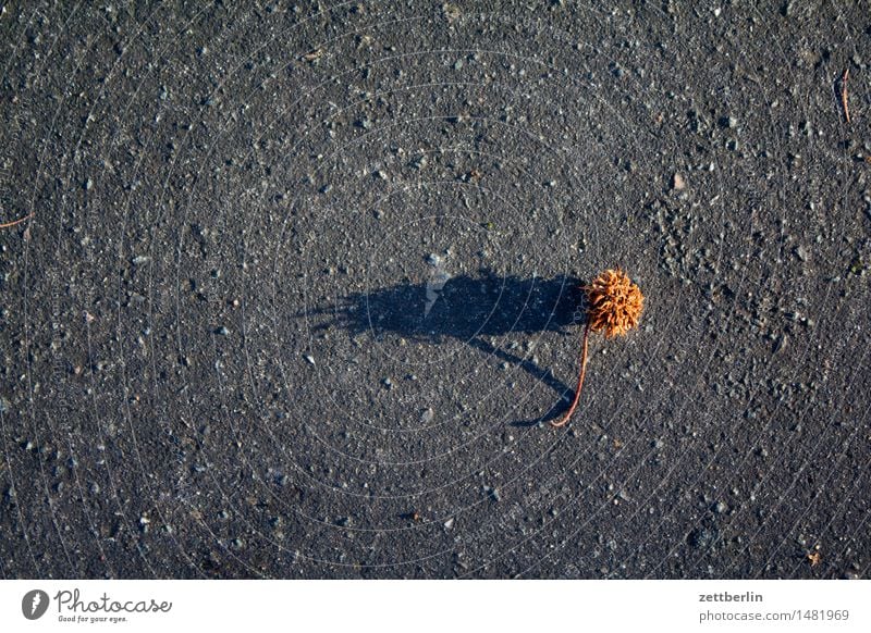 Frucht Ernte Herbst Asphalt Straße Wege & Pfade Textfreiraum Licht Sonne Schatten Tag Stachel Platane Samen Kapsel liegen