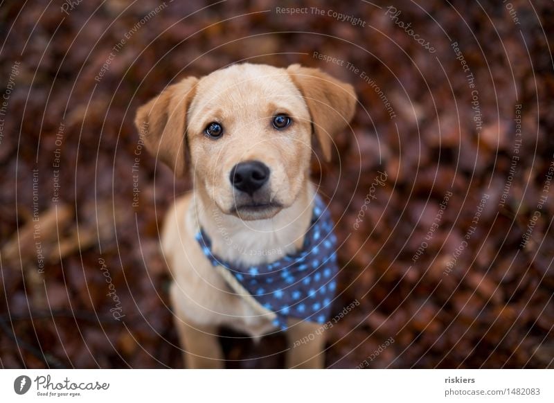 Räuber Umwelt Natur Herbst Wald Tier Haustier Hund 1 Tierjunges beobachten Blick warten frech Freundlichkeit Neugier niedlich Vertrauen Wachsamkeit Welpe