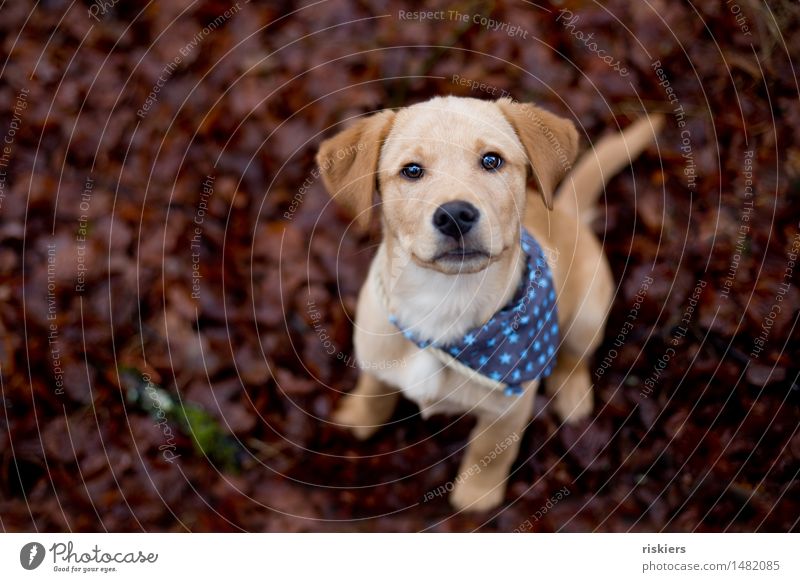 kleiner Räuber Herbst Winter Blatt Wald Tier Haustier Hund 1 Tierjunges beobachten Blick warten frech Freundlichkeit natürlich Neugier niedlich Vorfreude