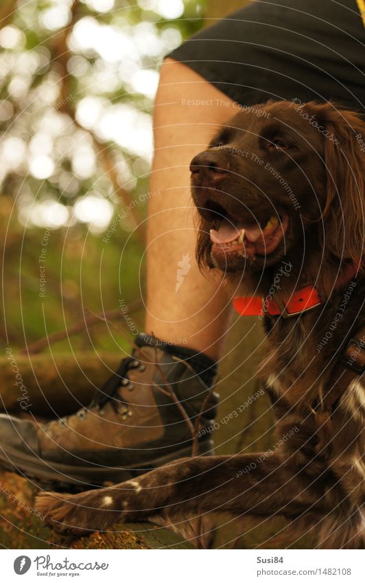 Wie der Pappa 2 Beine 1 Mensch Baum Wald Schuhe Stiefel Tier Haustier Hund Pfote Jagdhund berühren genießen Coolness elegant Freundlichkeit Glück braun grün