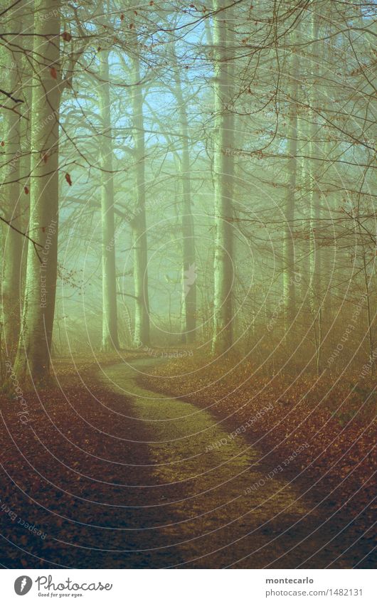 waldweg Umwelt Natur Landschaft Erde Himmel Herbst Klima Schönes Wetter Nebel Pflanze Baum Sträucher Blatt Grünpflanze Wildpflanze Wald Fußweg authentisch kalt