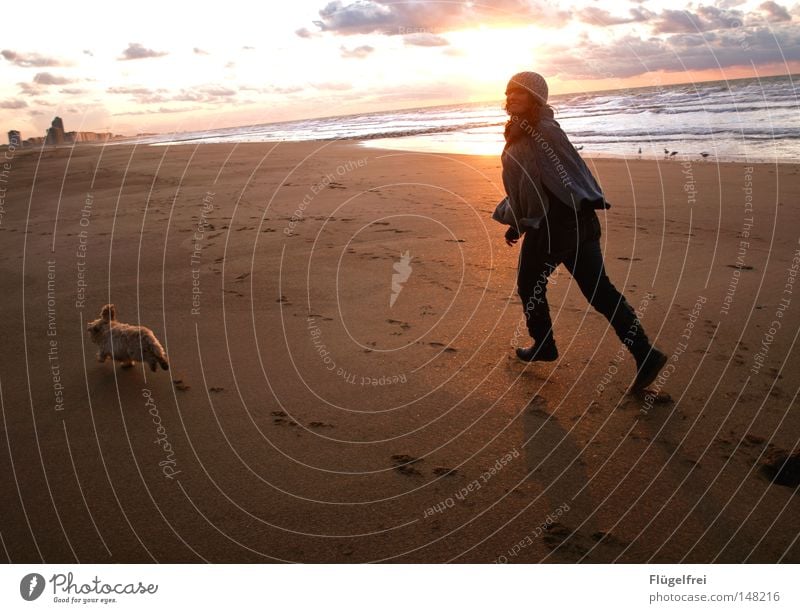 Freiheit Freude Spielen Sonne Strand Meer Haus feminin Freundschaft Jugendliche Ohr Beine Sand Himmel Wolken Wärme Hochhaus Hund Bewegung fangen fliegen