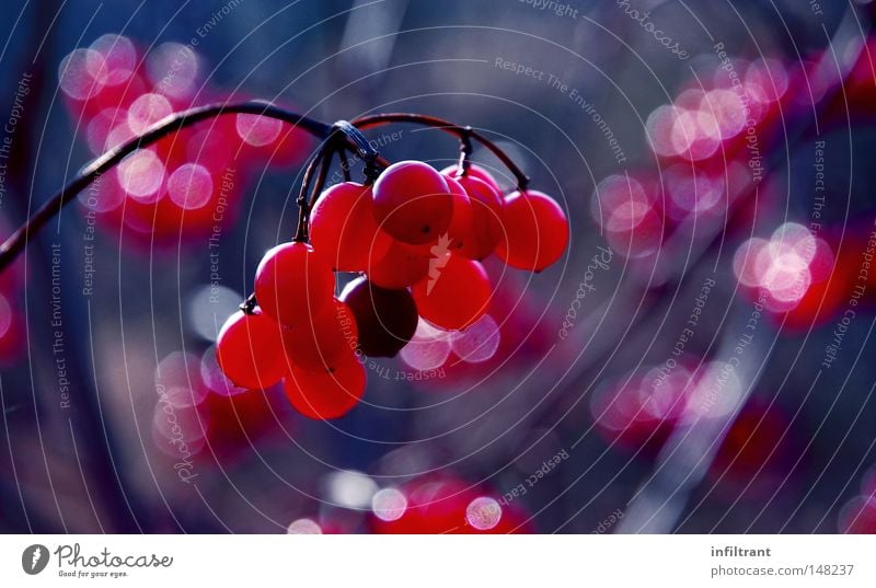 Beeren im Herbst Zweig Stengel Weintrauben rot blau kalt Pflanze Sträucher Frucht fruchtig