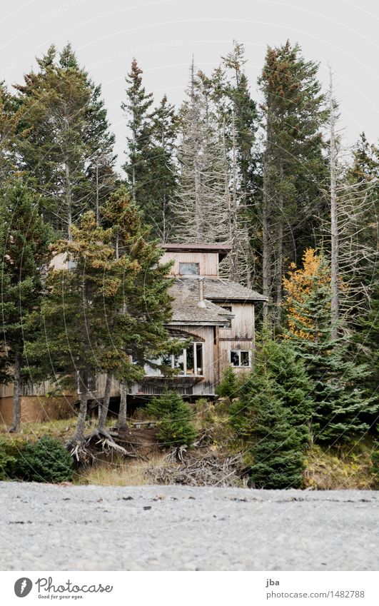 Waldhaus am Meer - Alaska 11 ruhig Abenteuer Ferne Haus Traumhaus Natur Herbst schlechtes Wetter Küste Strand Homer USA Hütte alt dünn Erosion Wurzel Einsamkeit