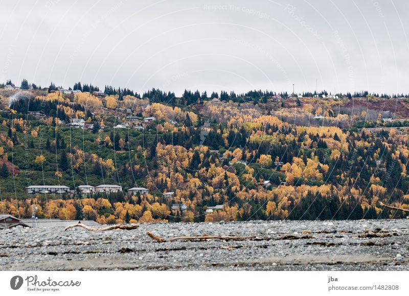 Herbst in Homer - Alaska 10 Tourismus Ausflug Ferne Strand Natur Pflanze schlechtes Wetter Baum Hügel Küste USA Dorf Haus grau Herbstwald Rauch Indian Summer